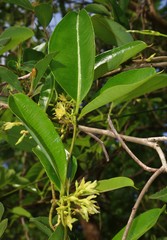 Cryptolepis buchananii