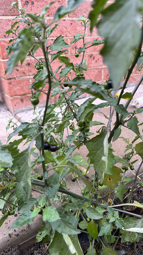 black nightshade