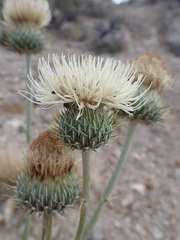 (c) Hank Raizen, some rights reserved (CC BY) Cirsium neomexicanum, photograph (c) Hank Raizen, some rights reserved (CC BY)