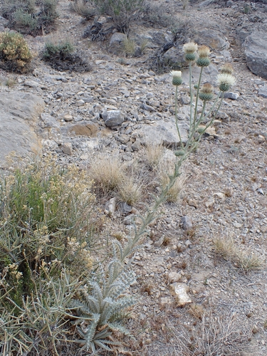 Cirsium neomexicanum, photograph 5