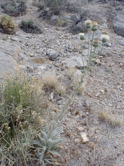 (c) Hank Raizen, some rights reserved (CC BY) Cirsium neomexicanum, photograph (c) Hank Raizen, some rights reserved (CC BY)