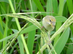 Sicalis columbiana