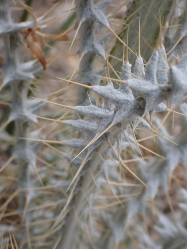 Cirsium neomexicanum, photograph 6