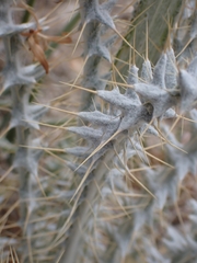Cirsium neomexicanum, photograph (c) Hank Raizen, some rights reserved (CC BY)