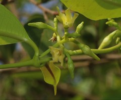 Cryptolepis buchananii