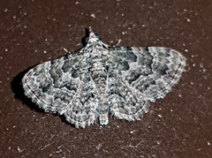 Gymnoscelis lophopus