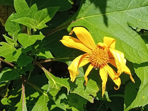 Mexican sunflower