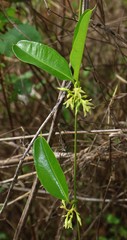 Cryptolepis buchananii