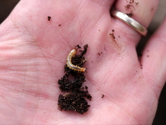 Dendroides