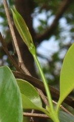 Cryptolepis buchananii