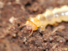 Dendroides