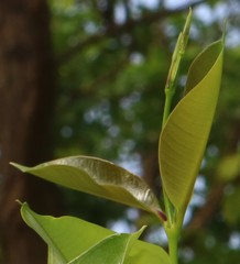 Cryptolepis buchananii