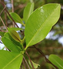 Cryptolepis buchananii