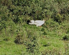 Crossoptilon crossoptilon