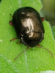 Chrysolina bankii