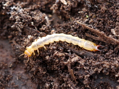Dendroides