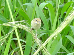 Sicalis columbiana