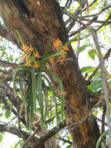 Vanda testacea, photograph 4