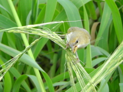 Sicalis columbiana