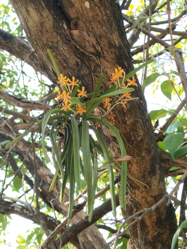 Vanda testacea, photograph 5