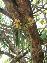 Vanda testacea, photograph (c) Suhas Saya, some rights reserved (CC BY)