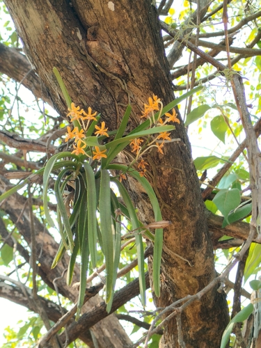 Vanda testacea, photograph 6