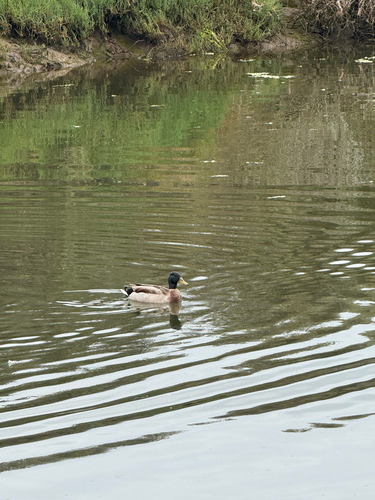 iNaturalist observation photo of Mallard