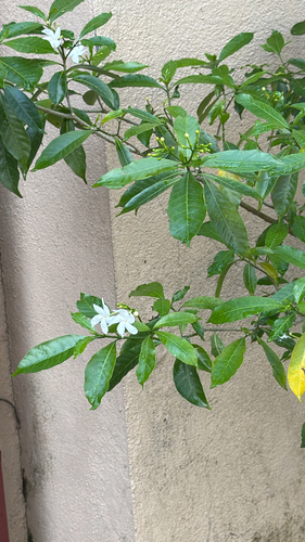 Crepe Jasmine