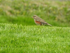 Turdus iliacus coburni