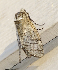 Prionoxystus macmurtrei