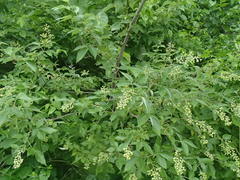 Vitex negundo