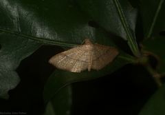 Addaea subtessellata