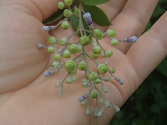 Vitex negundo