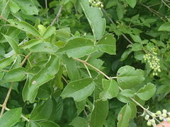 Vitex negundo