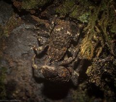 Poropterus bisignatus