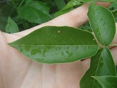 Vitex negundo