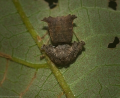 Arkys dilatatus