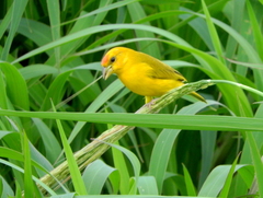 Sicalis columbiana