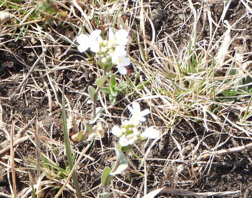 Noccaea cochleariformis iNat (3)