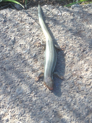 Plestiodon skiltonianus