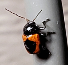 Cryptocephalus notatus