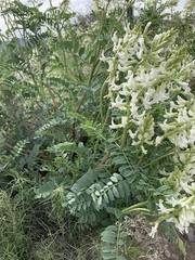 Astragalus praelongus