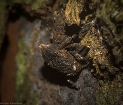 Poropterus bisignatus