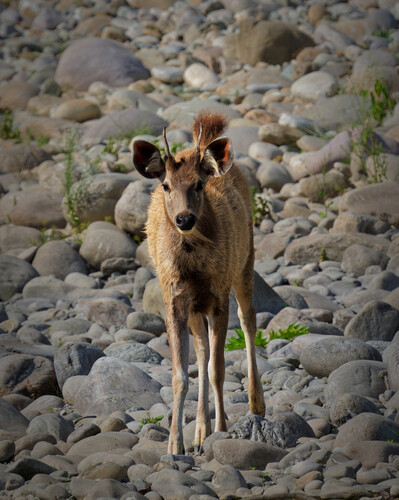 South Asian sambar deer