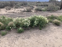 Astragalus praelongus