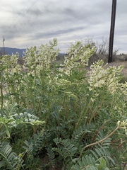 Astragalus praelongus