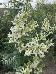 Astragalus praelongus