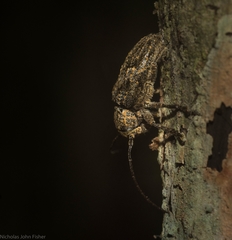 Prosoplus mediofasciatus