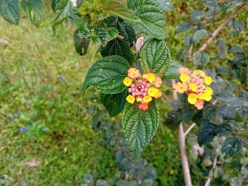 common lantana