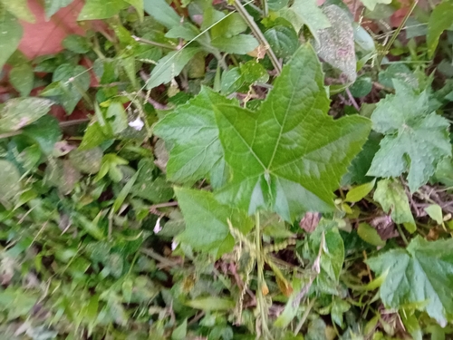 castor bean